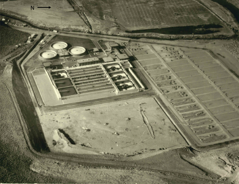 1966 Plant - Copy